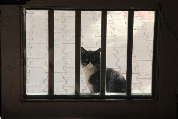 Niedliche Bunte Flauschige Katze Garten — Stockfoto