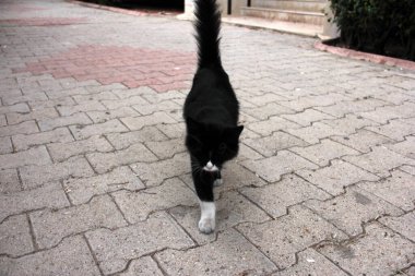 Bahçedeki sevimli renkli tüylü kedi.