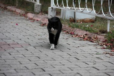 Bahçedeki sevimli renkli tüylü kedi.