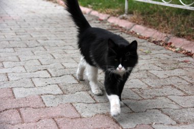 Bahçedeki sevimli renkli tüylü kedi.