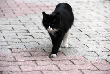 Bahçedeki sevimli renkli tüylü kedi.