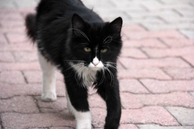 Bahçedeki sevimli renkli tüylü kedi.