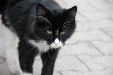 Bahçedeki sevimli renkli tüylü kedi.