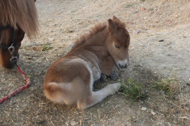 Güzel kürklü at ve şirin tay