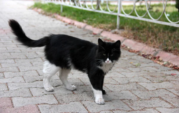 庭のかわいいカラフルなふわふわの猫 — ストック写真