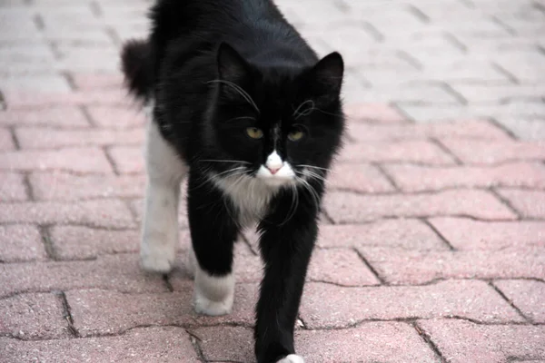 庭のかわいいカラフルなふわふわの猫 — ストック写真