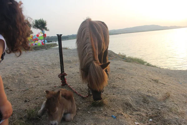 Belo Cavalo Peludo Potro Bonito — Fotografia de Stock