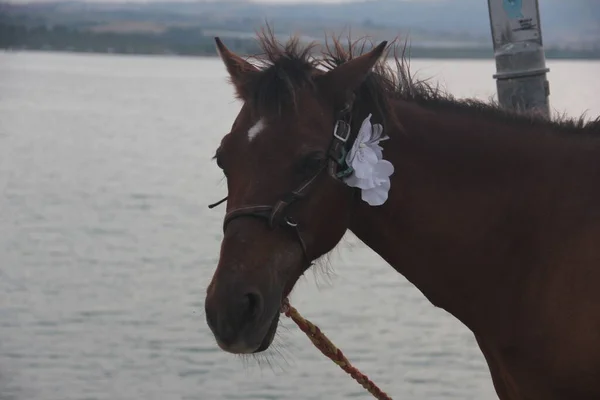 Bel Cavallo Peloso Puledro Carino — Foto Stock