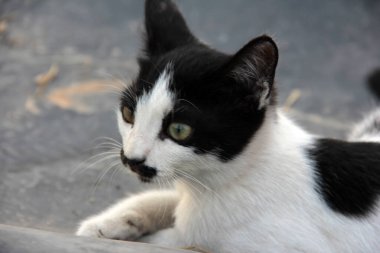 Bahçedeki sevimli renkli tüylü kedi.