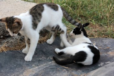 Bahçedeki sevimli renkli tüylü kedi.