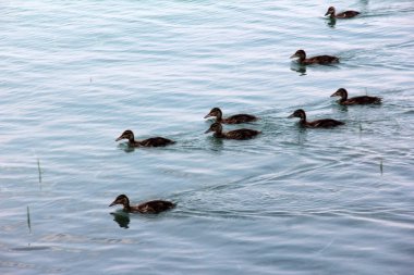 Gölde yüzen sevimli ördekler