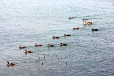 Gölde yüzen sevimli ördekler