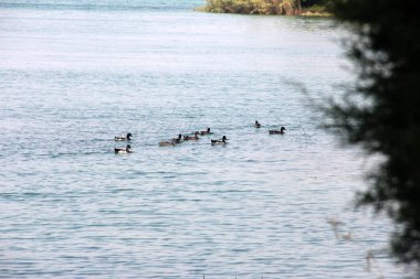 Gölde yüzen sevimli ördekler
