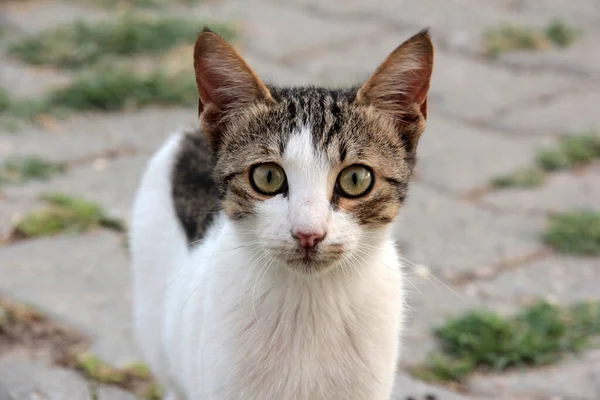 Bonito Gato Fofo Colorido Jardim — Fotografia de Stock