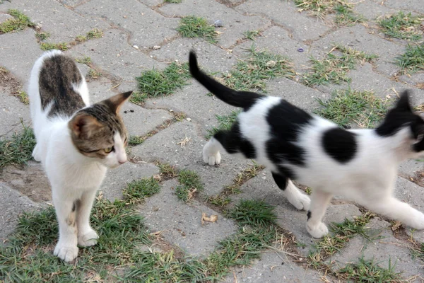 Lindo Colorido Esponjoso Gato Jardín — Foto de Stock