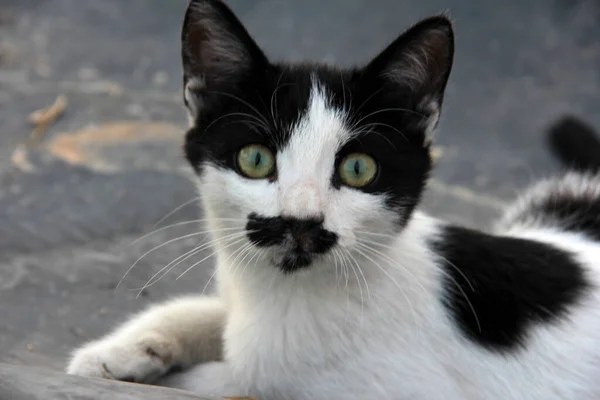 庭のかわいいカラフルなふわふわの猫 — ストック写真