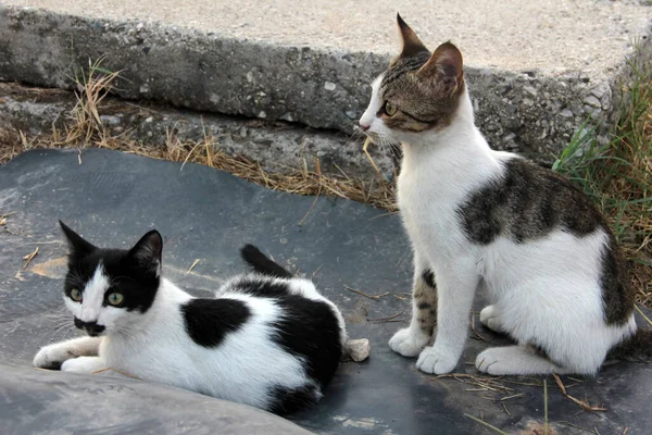 庭のかわいいカラフルなふわふわの猫 — ストック写真