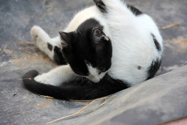 Lindo Colorido Esponjoso Gato Jardín — Foto de Stock