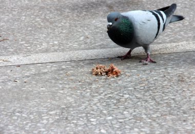 Yemek yiyen sevimli kuşlar ve güvercinler.