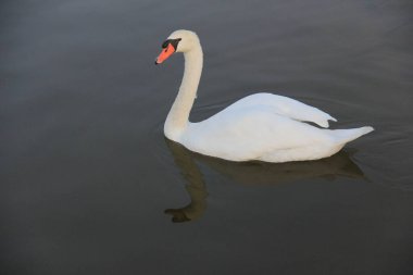 Gölde yüzen beyaz kuğu.