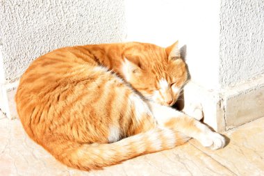 Bahçedeki sevimli renkli tüylü kedi.