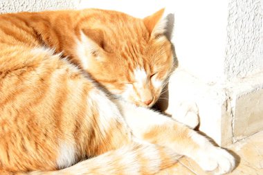 Bahçedeki sevimli renkli tüylü kedi.