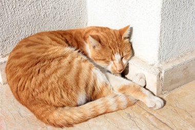 Bahçedeki sevimli renkli tüylü kedi.