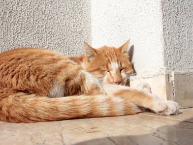 Bahçedeki sevimli renkli tüylü kedi.
