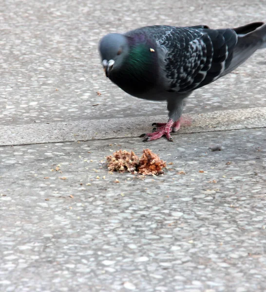 Aves Lindas Palomas Que Comen Comida — Foto de Stock