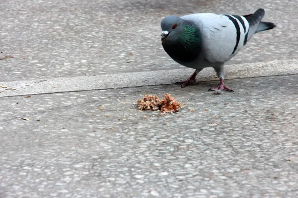 Aves Lindas Palomas Que Comen Comida — Foto de Stock