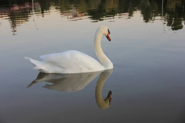 Weißer Schwan Schwimmt See — Stockfoto