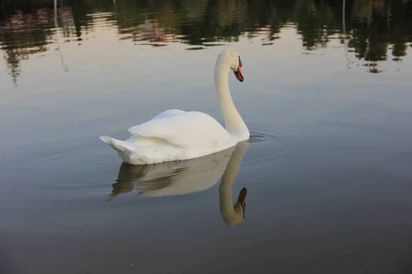 Cisne Branco Nadando Lago — Fotografia de Stock