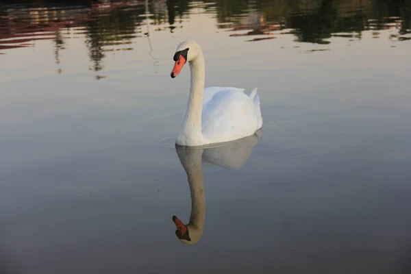 Vit Svan Som Simmar Sjön — Stockfoto