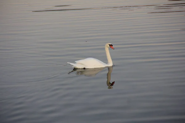 Cygne Blanc Nageant Dans Lac — Photo