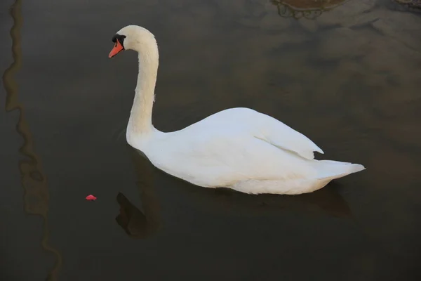 Cisne Blanco Nadando Lago —  Fotos de Stock