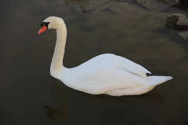 Vit Svan Som Simmar Sjön — Stockfoto