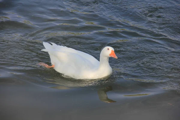 Weißer Schwan Schwimmt See — Stockfoto