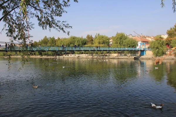 Lindo Patos Nadando Lago — Foto de Stock