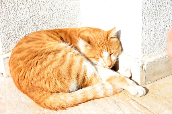 Cute Colorful Fluffy Cat Garden — Stock Photo, Image