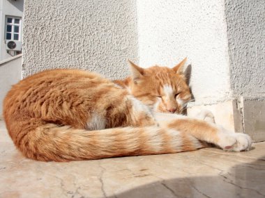 Bahçedeki sevimli renkli tüylü kedi.