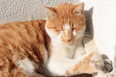 Bahçedeki sevimli renkli tüylü kedi.