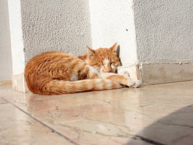 Bahçedeki sevimli renkli tüylü kedi.