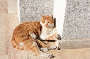 Bahçedeki sevimli renkli tüylü kedi.