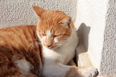 Bahçedeki sevimli renkli tüylü kedi.