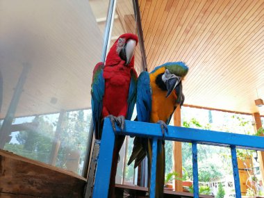 Konuşkan şirin ve renkli papağanlar.