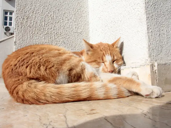 Bahçedeki sevimli renkli tüylü kedi.
