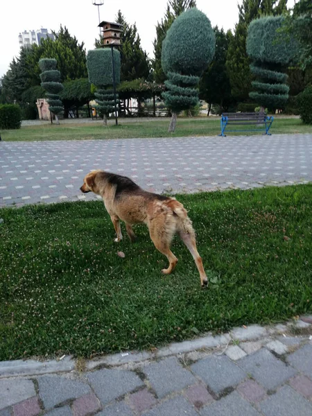 Carino Peloso Cane Giardino — Foto Stock