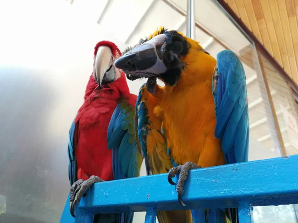 Talkative Cute Colorful Parrots — Stock Photo, Image