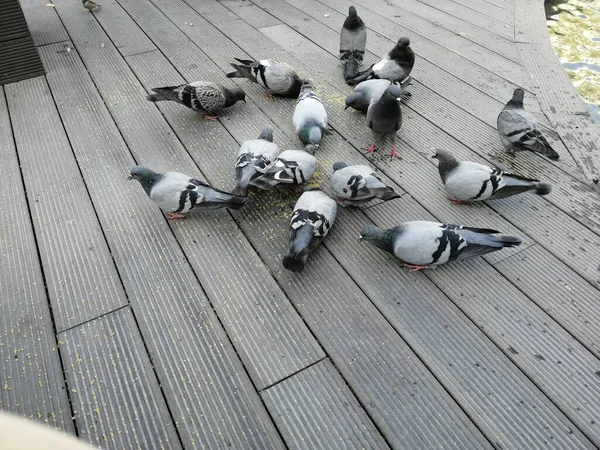 Aves Pombos Bonitos Que Comem Comida — Fotografia de Stock