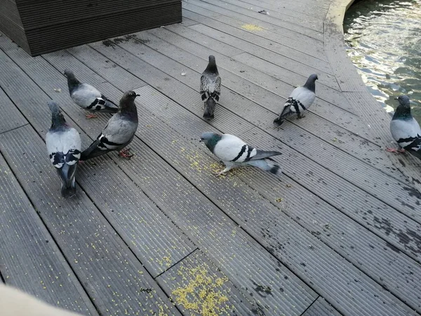 Aves Lindas Palomas Que Comen Comida — Foto de Stock